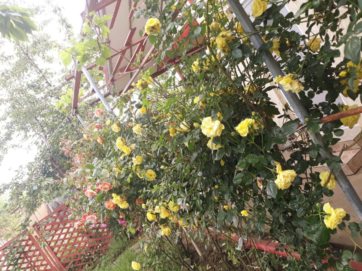 Casa De Vacanta Alexoiu Două Mai Exterior foto